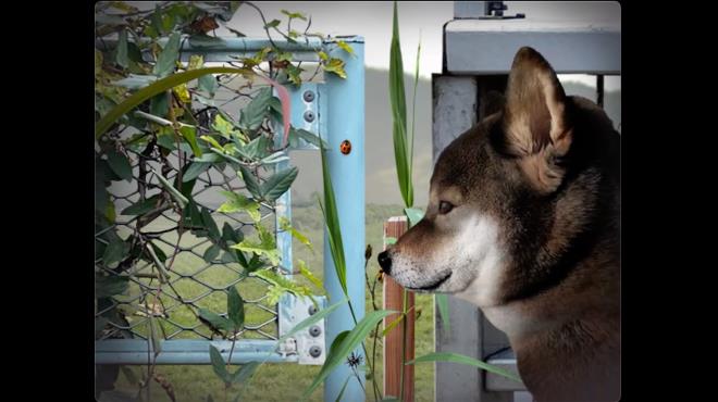 Tsugunohi -Pocky dog’s adventure- Torrent Download