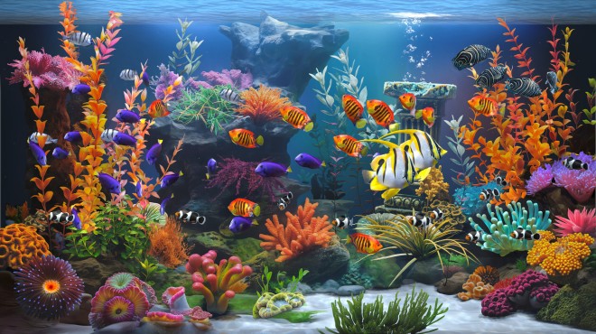 Zen Aquarium Torrent Download